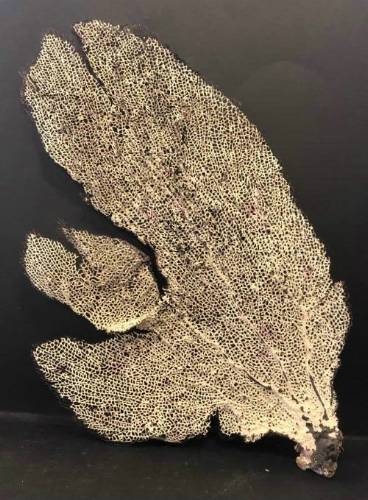sea fern
